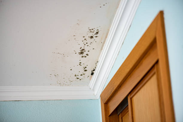 Professional Mold Remediation in Oldsmar, FL