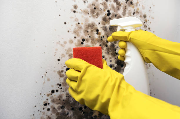 Best Commercial Mold Remediation in Oldsmar, FL